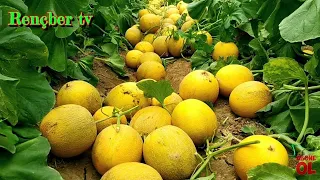 Awesome greenhouse melon growin and harvesting. step by step cultivation.