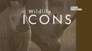 Love Nature  Vahşi Doğanın Simgeleri Wildlife Icons 1 Bölüm 1080p TR Dublaj