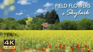 4K HDR Field Flowers & Skylark - Birdsong & Poppies - Birds Chirping - Relaxing Spring Nature Video