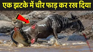 एक झटके में चीर फाड़ कर रख दिया | Wildebeest Eaten Alive By Crocodile