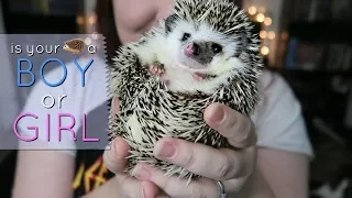 Is Your Hedgehog a BOY or a GIRL?