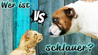 Hunde vs Katzen: Wie schlau sind Tiere? & wer ist intelligenter?