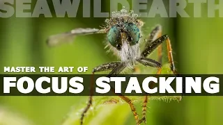 Focus Stacking in Macro Photography