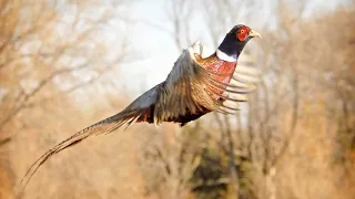 Куча ФАЗАНА! Вылеты из под ног, МАЖУ! Охота на фазана (АРХИВ 2020). PHEASANT HUNTING