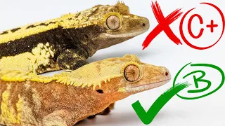 Judging Our Crested Geckos from 0-100.