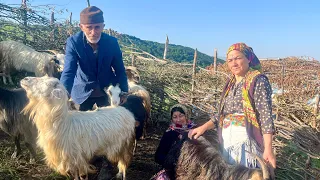 Daily Nomad Life of IRANIAN Family & Getting Fresh Milk to Make Cheese