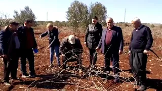 Şehitkamil Ziraat Odası Tarımsal Yayım ve Danışmanlık Birimi Eski usul Bağ budaması