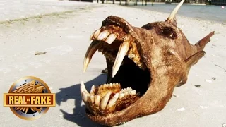 6 Mystery OCEAN MONSTERS Explained - real or fake.