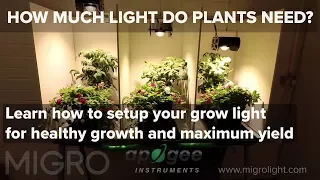 How Much Light Do My Plants Need?   Timelapse Grow And Yield Results