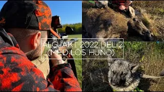 Älgjakten 2022 Del 2 - Med lös hund