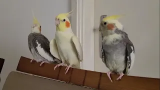 Cockatiel Singing for 2 hours  Cockatiel Cam, Cockatiel Sound, Cockatiel Chirping, Cockatiel Flying