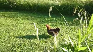 Chicken Clucking