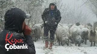 Kışın Çobanlık | Kuzulama Dönemi Belgesel (4K)