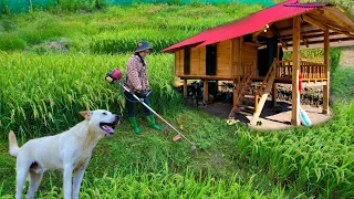 Building a new life episode 51 | cleaning barns, weeding rice fields