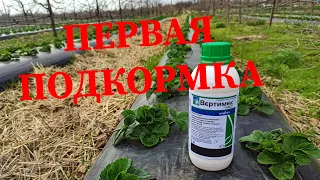 Первая подкормка клубники и обработка от клеща 🍓