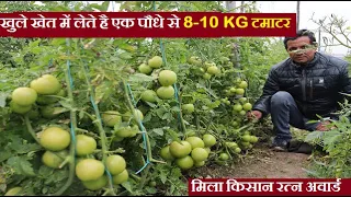 मैं एक पौधे से लेता हूँ 8-10kgटमाटर|Tomato vegetable farming in open field|Successful farmer|