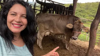 CHEGOU A VACA PRESENTE PARA O ESPOSO DE JÉSSICA