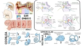 INSTANT NEURO - Ear Embryology