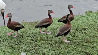 Black-Bellied Whistling Ducks return to the Jurassic Village.  #birds #whistlingduck