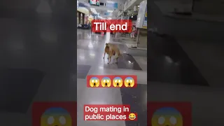 Dog mating in public places 😱 #shorts