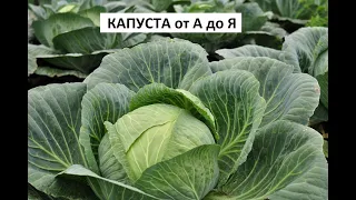 Капуста от А до Я.