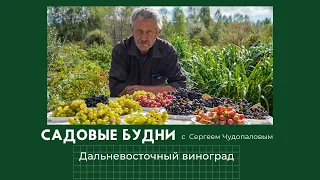 Садовые Будни с Сергеем Чудопаловым. ДВ виноград