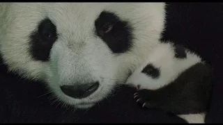 Disneynature Born in China - Officiële Trailer - Disney NL