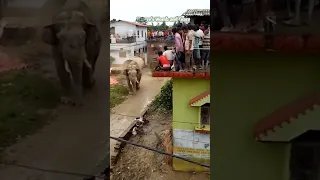 Elephant attacks village dangerously #shorts