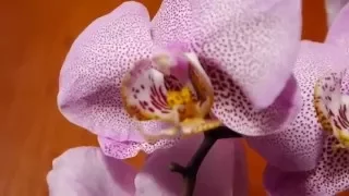 Орхидея Манхэттэн в кашпо