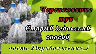 Черенкование туи. Старый и проверенный способ...часть 2