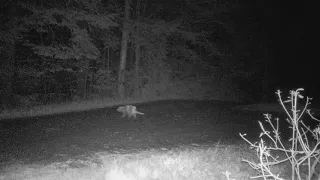 Porcupine waddles in front of trail camera!