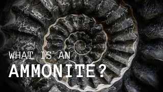 What is an Ammonite? (A Quick Introduction)