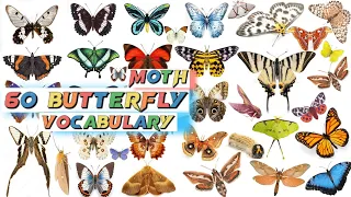 Butterfly & Moth Vocabulary Il 60 Butterflies and Moths Name In English With Pictures Il Butterfly