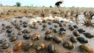 Amazing ! Farmer picks duck eggs and snails in a field after heavy rains