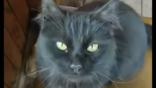 Самый умный кот в мире Чернуха понимает русский язык / smart cat understands Russian