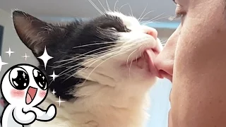 CAT LOVES KISSES !