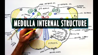 Medulla | Cross section | Internal structure - Neuroanatomy Tutorial