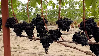 Два крупноплодные (черные) сорта винограда.