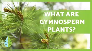 GYMNOSPERM PLANTS 🌲 Characteristics, Examples, Reproduction and more!