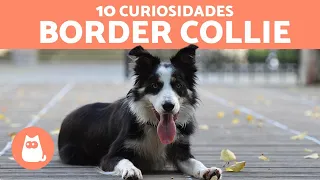 10 curiosidades del BORDER COLLIE