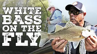 Fly Fishing the White Bass Run!