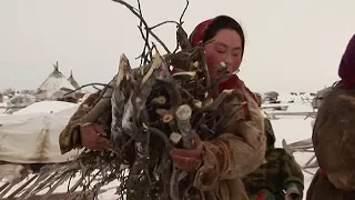 Experiencing Nenet Life On The Frozen Tundra - Tribe With Bruce Parry - BBC