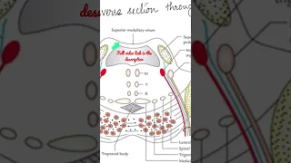 Features of Upper part of Pons #Anatomy #mbbs #education