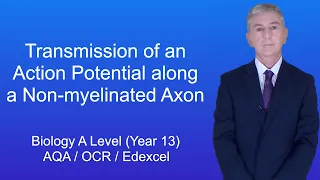 A Level Biology Revision (Year 13) "Transmission of an Action Potential along a Non-myelinated Axon"
