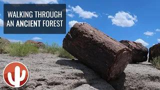 PETRIFIED FOREST NATIONAL PARK | Episode 1 | Giant Logs, Long Logs, Agate House, Crystal Forest