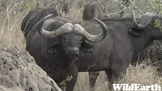 WildEarth - Sunset Safari - 26 September 2023