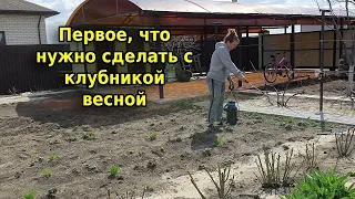 Уход за клубникой весной 2022 Первое что я делаю в начале весны для хорошего урожая клубники