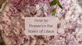 Preserve the Scent of Lilacs: Enfleurage How To