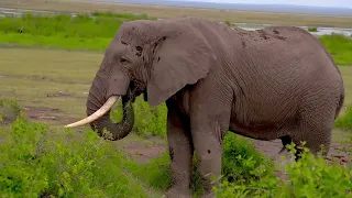 A Kenyan Safari to Amboseli