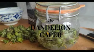 Pickle Dandelion Buds into Capers - Easy Foraging Recipe!